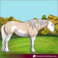 Horse Color:Silver Classic Champagne Dun Splash Frame 
