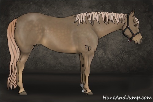 Horse Color:Chocolate Palomino 