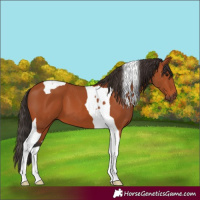 Horse Color:Bay Tobiano 