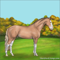 Horse Color:Gold Champagne Splash