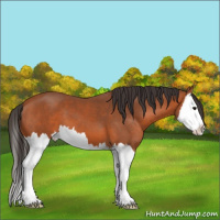Horse Color:Bay Splash