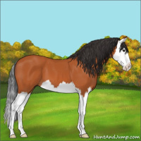 Horse Color:Bay Splash 