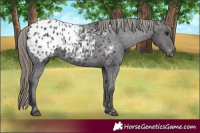 Horse Color:Smoky Black Appaloosa