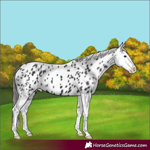 Horse Color:Black Splash Near Leopard 