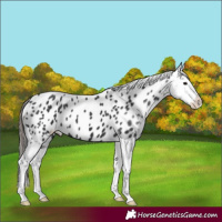 Horse Color:Black Splash Appaloosa 