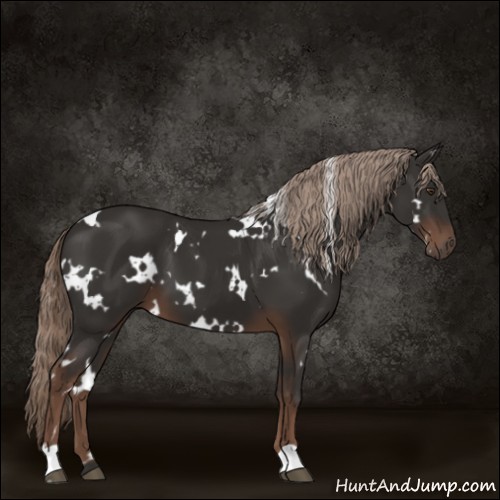 Horse Color:White Spotted Liver Chestnut 
