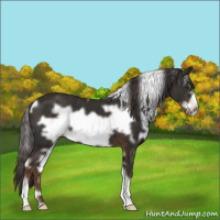 Horse Color:White Spotted Liver Chestnut Frame 