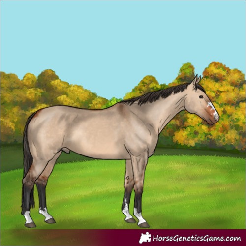 Horse Color:Bay Dun