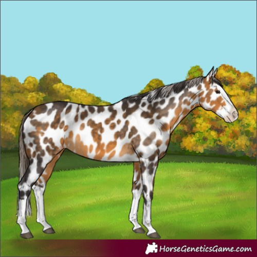 Horse Color:Buckskin Splash Appaloosa 