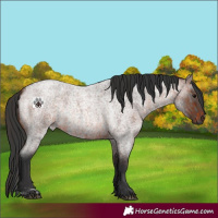 Horse Color:Grullo Roan  and Brown Roan Rabicano 