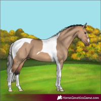 Horse Color:Bay Dun Tobiano