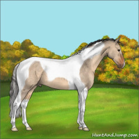 Horse Color:Bay Dun Tobiano 