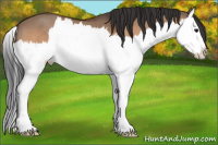 Horse Color:Bay Dun Splash