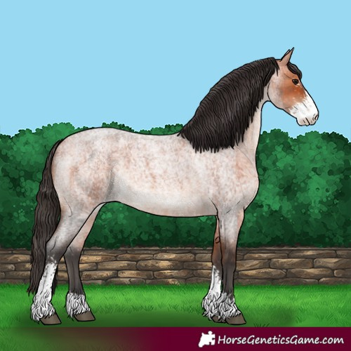 Horse Color:Bay Roan Sabino 
