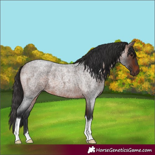 Horse Color:Brown Roan