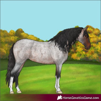 Horse Color:Brown Roan