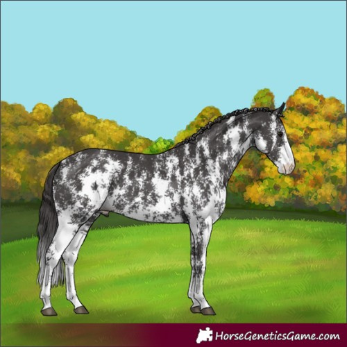 Horse Color:Smoky Black Sabino 