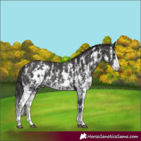 Horse Color:Smoky Black Sabino
