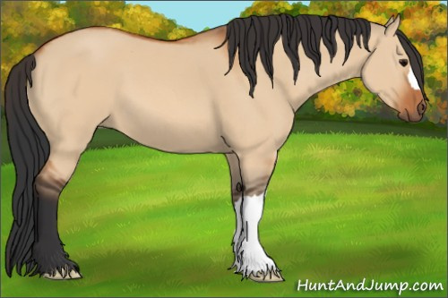 Horse Color:Bay Dun 