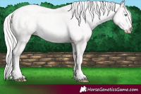 Horse Color:Cremello Dun 