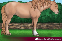 Horse Color:Gold Champagne