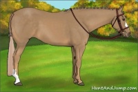 Horse Color:Palomino 