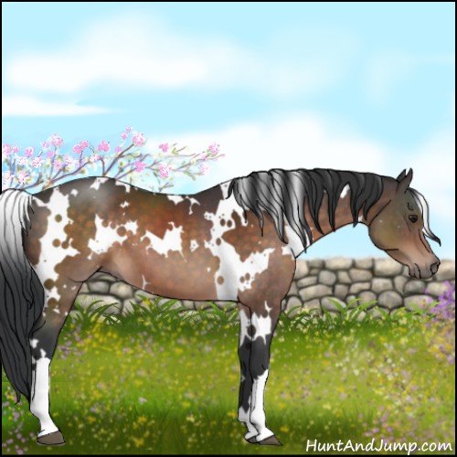 Horse Color:White Spotted Brown 
