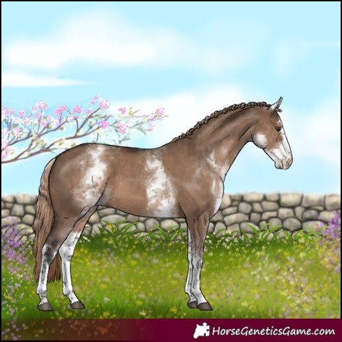 Horse Color:White Spotted Liver Red Dun Sabino