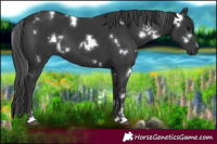Horse Color:White Spotted Black