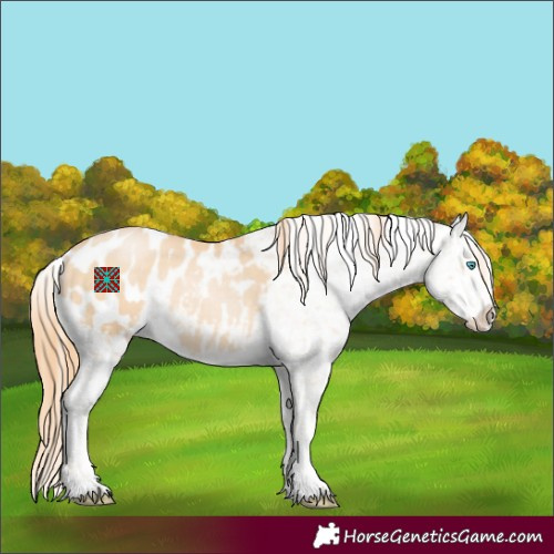 Horse Color:Buckskin Pearl Appaloosa 