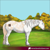 Horse Color:Buckskin Pearl Appaloosa 