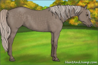 Horse Color:Silver Grullo 