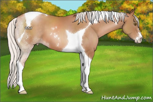Horse Color:Silver Brown Pearl Sabino Tobiano 