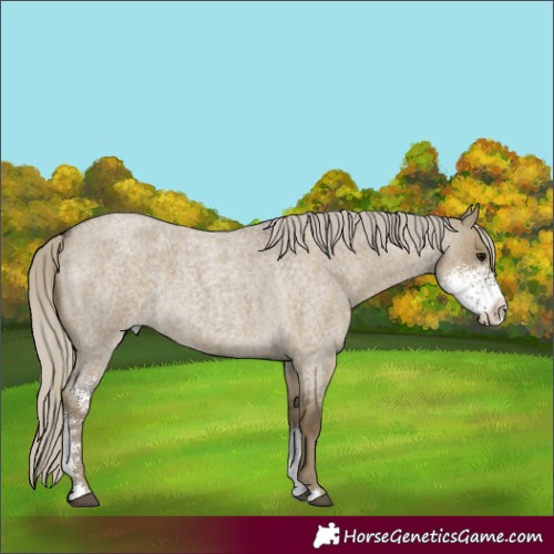 Horse Color:Silver Smoky Grullo Roan Sabino 
