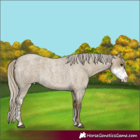 Horse Color:Silver Smoky Grullo Roan Sabino 