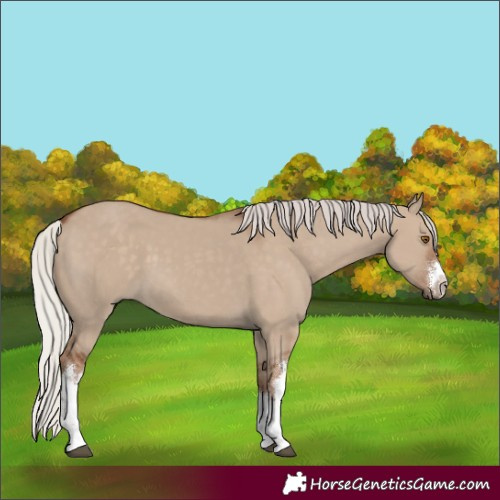 Horse Color:White Spotted Silver Grullo 