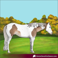 Horse Color:Silver Brown Dun Splash Tobiano 