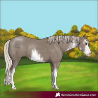 Horse Color:White Spotted Silver Grullo 