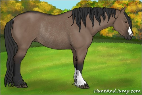 Horse Color:Liver Red Dun Rabicano 