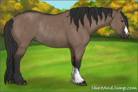 Horse Color:Liver Red Dun Rabicano 