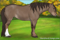 Horse Color:Liver Red Dun Rabicano 