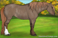 Horse Color:Liver Red Dun Rabicano 