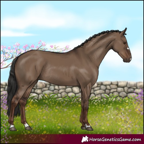 Horse Color:Liver Red Dun Rabicano 