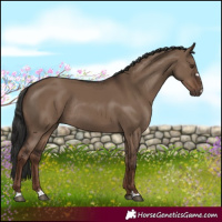 Horse Color:Liver Red Dun Rabicano 