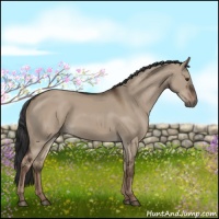 Horse Color:Liver Red Dun Rabicano 