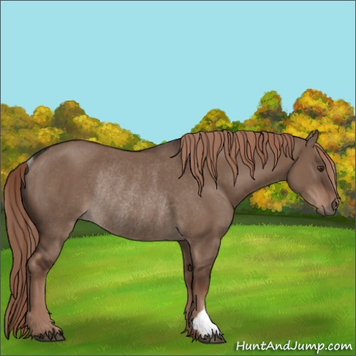 Horse Color:Liver Red Dun Rabicano 