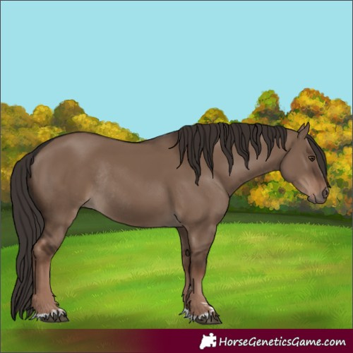 Horse Color:Liver Red Dun Rabicano 