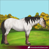 Horse Color:Liver Red Dun Roan Rabicano