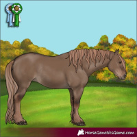 Horse Color:Liver Red Dun Rabicano 