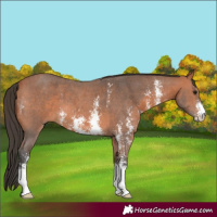 Horse Color:Bay Sabino 